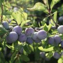 한스푸드 이미지