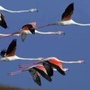 플라밍고 이미지