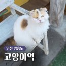 고양이 쉼터 | 인천 영흥도 가볼만한곳 100여 마리의 고양이들의 쉼터 고양이역 방문 후기
