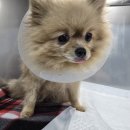 24시더파크동물의료센터