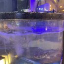 정발산역 | <회비> 라페스타에 위치한 갓성비 넘치는 푸짐한 정발산역 횟집 추천 솔직후기