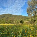 꽃 | 가평 자라섬 남도꽃정원 꽃페스타 방문후기