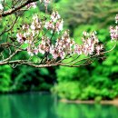 오동나무 꽃 이미지