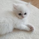 예송동물병원 이미지