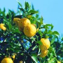 건강정보- 민간요법/자연치유 333선 이미지