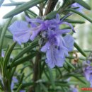 로즈마리 이미지