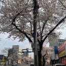 신관초_후문_앞_CCTV2 | 경주 시내 벚꽃 개화 실시간 현황 대릉원, 흥무로 교통상황과 명소별 사진 꿀팁 2026년3월29일