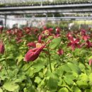 대림가든 이미지