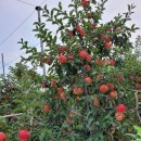 행복애농원 이미지