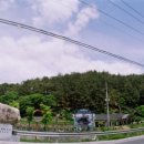 솔숲갈래길 | Lomo Horizon 로모 호라이즌 - 봉화 &lt;솔숲갈래길&gt;