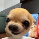 롱브레드