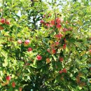 연진농장 이미지