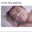 슈슈캣 | 안산 초지동 고양이미용실 미용후기 - 슈슈캣