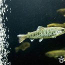 토속어류생태복원체험관 이미지