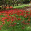 불갑사관광지 이미지