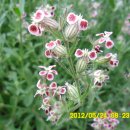 선산대로-20 이미지