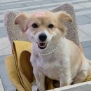 이마트24 성수한라점 | 성수 24시간 카페 탐앤탐스 야외테라스 반려견동반 방문후기, 주차1시간 무료