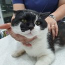 리본 동물병원 이미지