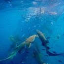 섬마 | [몰디브 마푸시섬] 쉐도우팜 -익스커션업체 후기/ 널스샤크, 만타가오리 익스커션 / 매우 힘들었다...