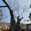 나무마을(tree village)
