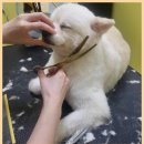 하이 멍뭉아 이미지