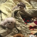 빵긋하개 이미지