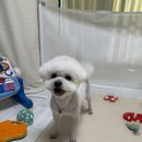 개명동물병원 | [솔동물병원]김뭉치 뒷발 모두 철심박는 엔딩😭(TPLO+슬개골 탈구 2차 수술) &amp; 수술 그 이후