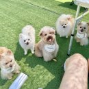카페멍스 | 을왕리 애견카페 더멍스 후기, 천연잔디 운동장에 루프탑까지