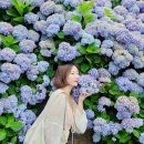 덕수초등학교 | 뚜벅이 제주도 여행 코스 6월 마노르블랑 수국 혼자 갈만한곳