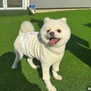 델라고 이미지