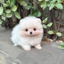 안양강아지분양 안산강아지분양 경기도강아지분양 양평강아지분양 말티즈책임분양 하남강아지분양 위례강아지분양 말티푸분양 포메라니안분양 시츄분양 이미지