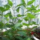 부지깽이 이미지