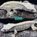 문송농장 | [크레스티드 게코] 셋째 미떼의 뿌리를 찾아서 - 내 도마뱀의 모프는?