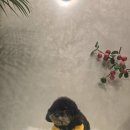 튼튼애견미용 | 울산애견미용 블랑하우스 추천 오픈형 매장과 하이퀄리티 제품으로 고급스러운 반려견미용샵