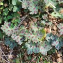 Geranium Katherine. - (저작권 보호 받는 이미지 라고 검색됨) 이미지