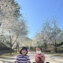 가래골농원 캠핑장 | 벚꽃캠핑 가능한 포천 가래골농원캠핑장 후기🌸🌸