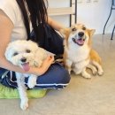 도그 앤 조이 이미지