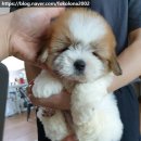 꼬똥켄넬 이미지