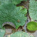 해평 금호리 이미지