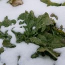 양평해장국 이미지