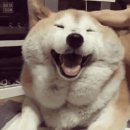 미소짓개 이미지