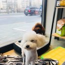 그루머웅 이미지