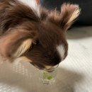 어나더 스위티 이미지