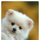 행복한 동물병원 이미지