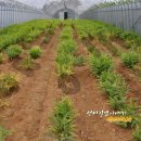 병걸농장 이미지