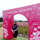 나리공원 천만송이 천일홍 축제 현장사진 이미지