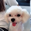 맨앤독 애견카페 이미지