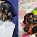 고수동물병원 이미지