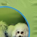 댓츠댕댕스쿨 이미지