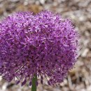 양파의 효능 이미지